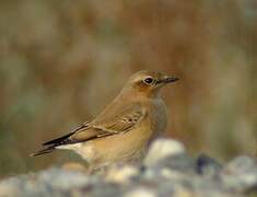 Northern Wheatear