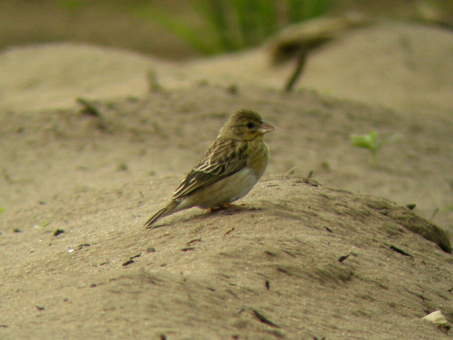 Red-headed Queleaadult post breeding