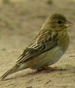 Red-headed Quelea