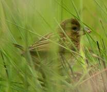 Red-headed Quelea