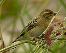 Red-headed Quelea