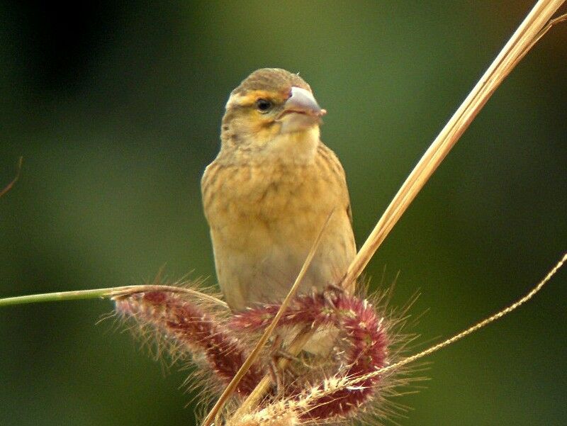 Red-headed Quelea