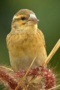 Red-headed Quelea