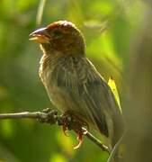 Red-headed Quelea