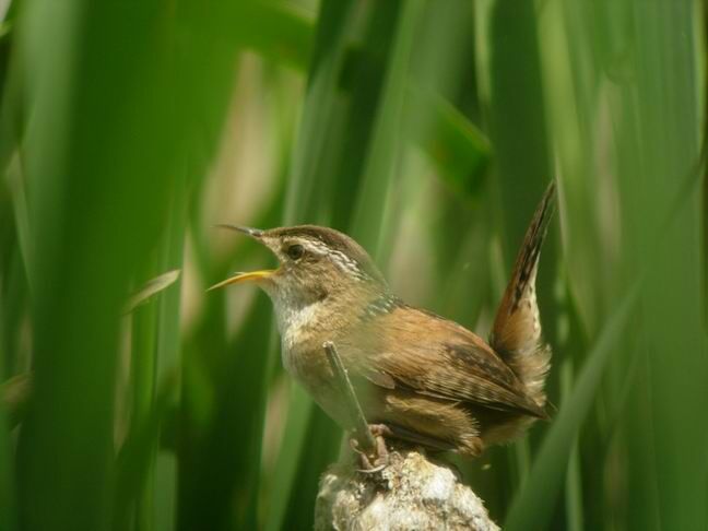 Marsh Wren