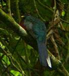 Trogon à queue barrée