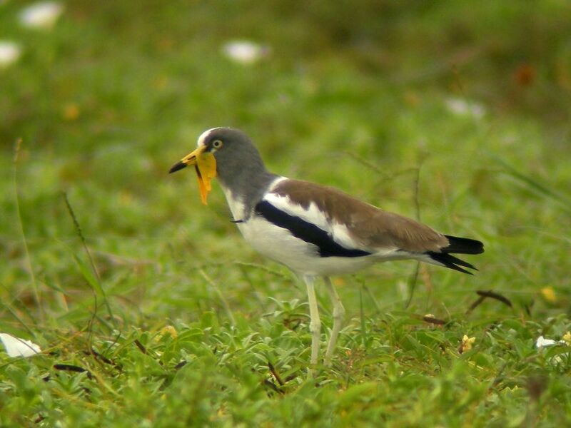 White-crowned Lapwing male adult