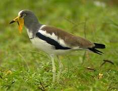 White-crowned Lapwing