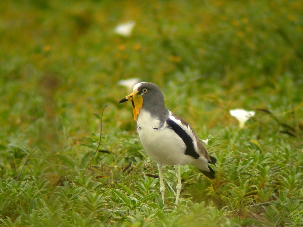 White-crowned Lapwing male adult