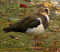 Northern Lapwing