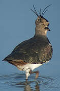 Northern Lapwing