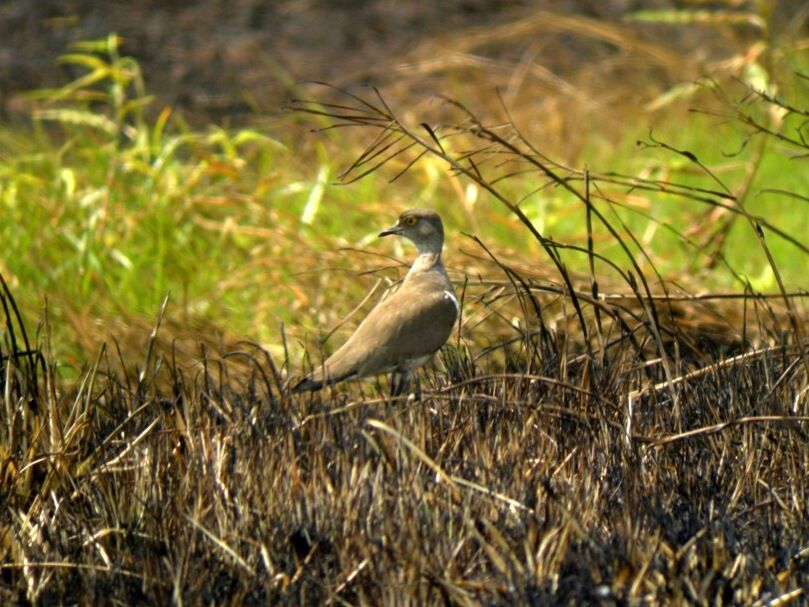 Senegal Lapwingadult