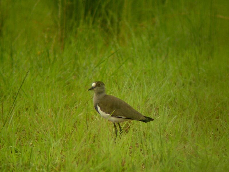 Senegal Lapwingadult