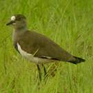 Vanneau terne
