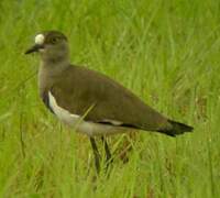 Senegal Lapwing