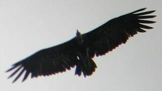 Hooded Vulture