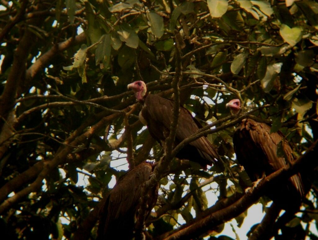 Hooded Vulture