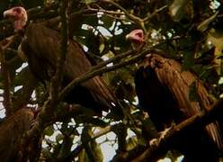 Hooded Vulture