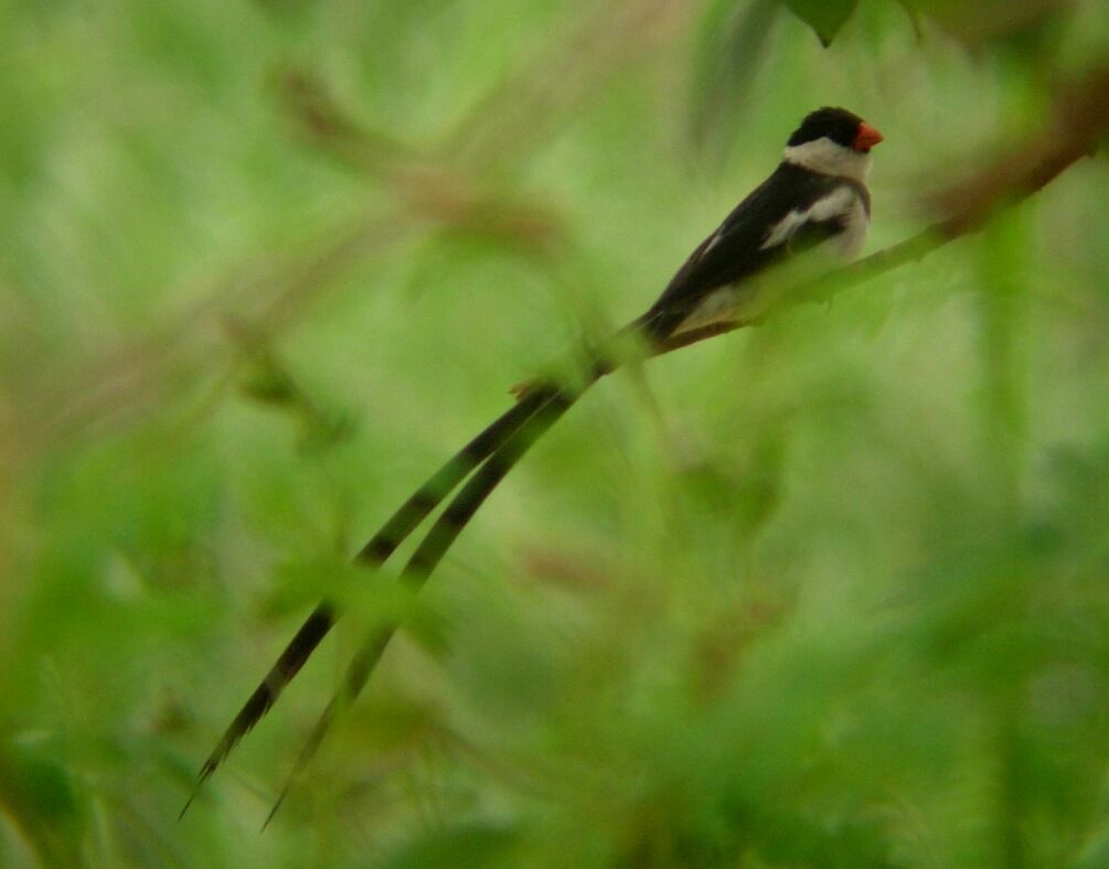 Pin-tailed Whydah male adult breeding