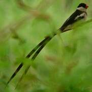 Pin-tailed Whydah