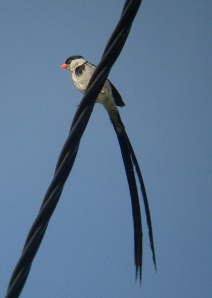 Pin-tailed Whydah male adult breeding