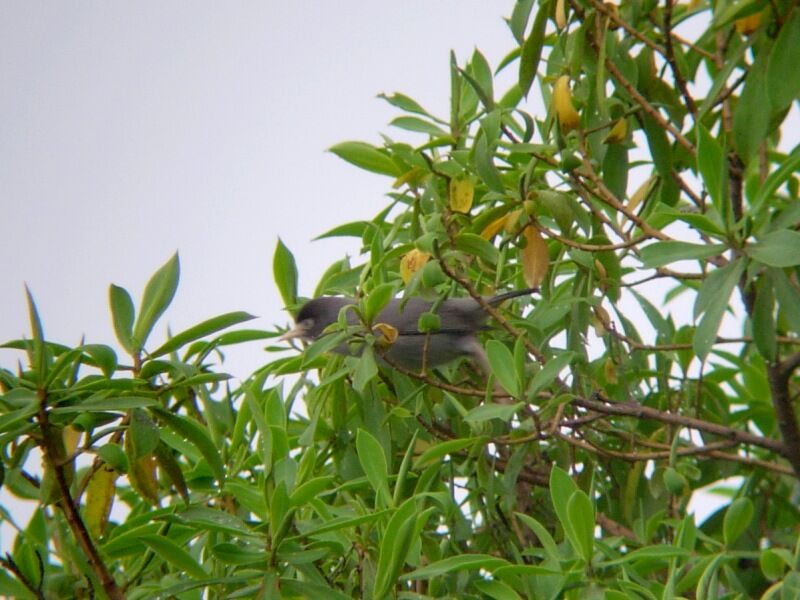 Zostérops du Camerounadulte