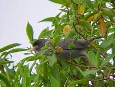 Mount Cameroon Speirops