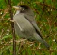 Mount Cameroon Speirops