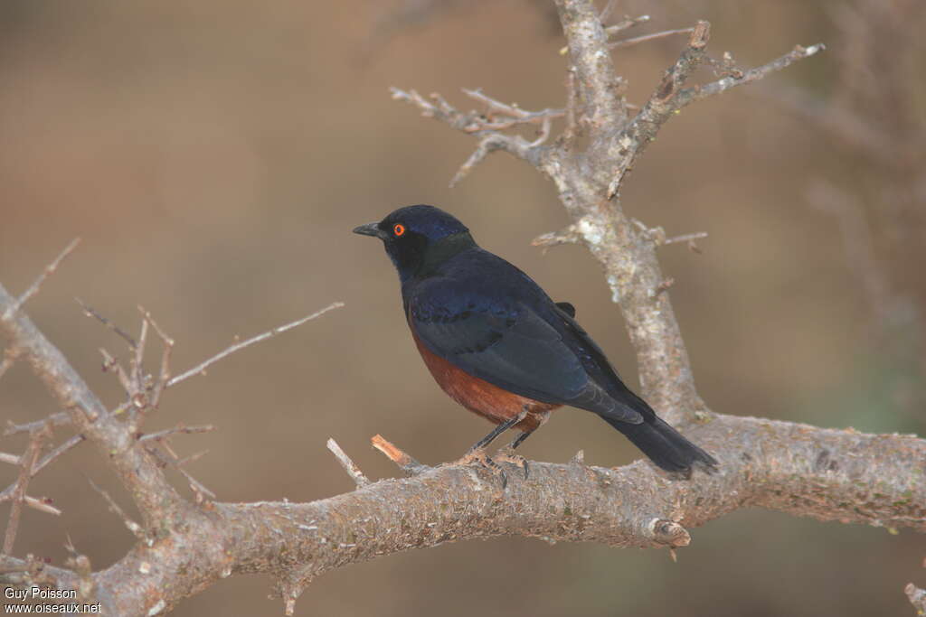 Shelley's Starlingadult, identification