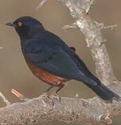 Shelley's Starling