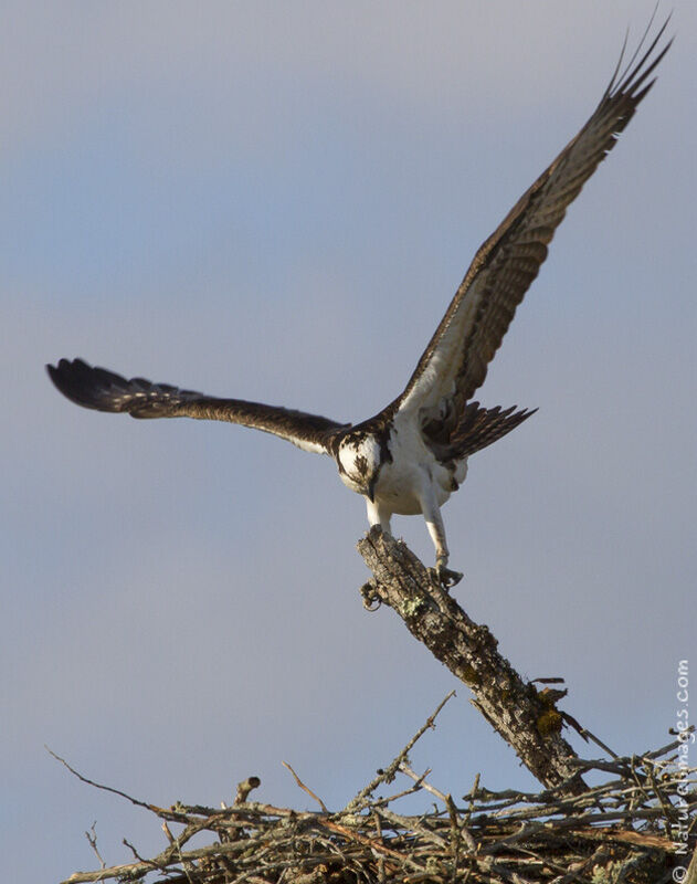 Western Ospreyadult