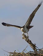 Western Osprey