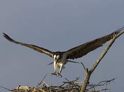 Western Osprey