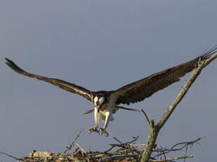 Balbuzard pêcheur