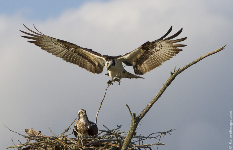 Osprey adult