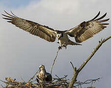 Western Osprey