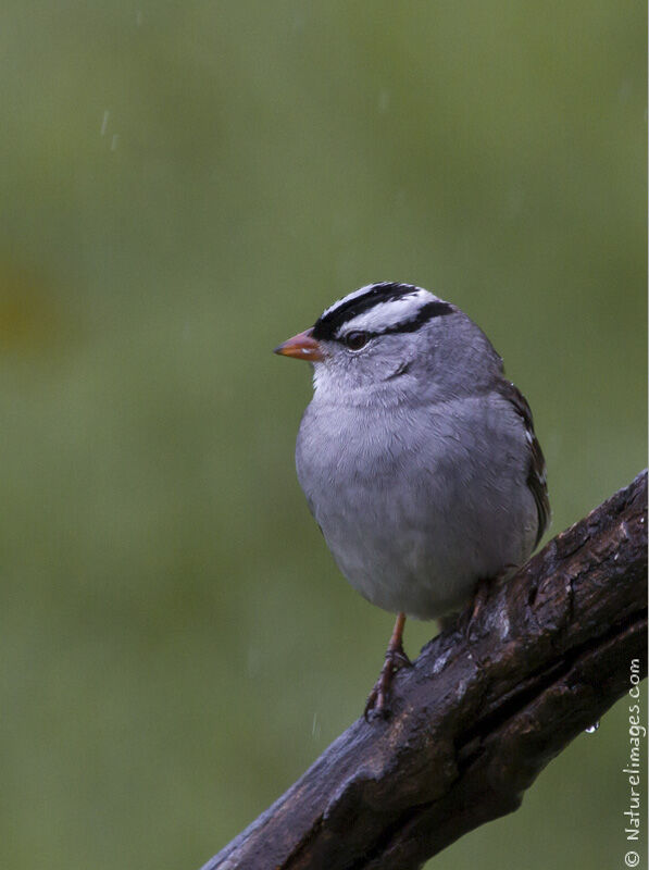 White-crowned Sparrowadult