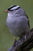 Bruant à couronne blanche