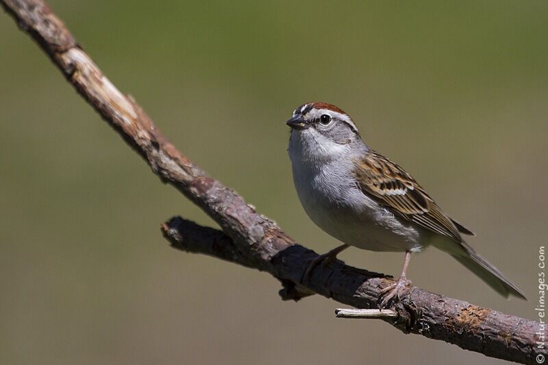 Chipping Sparrow