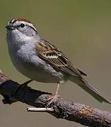 Chipping Sparrow