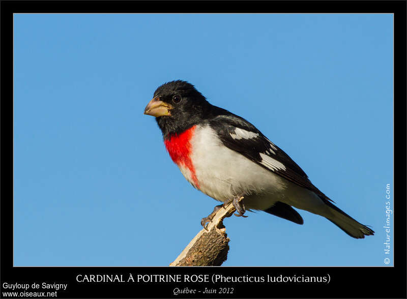 Cardinal à poitrine rose mâle adulte, pigmentation