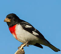 Rose-breasted Grosbeak