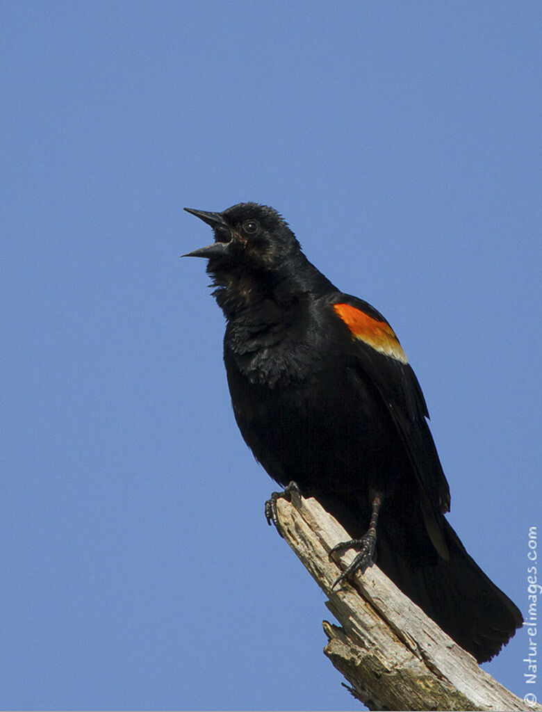 Red-winged Blackbird male adult