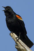 Red-winged Blackbird