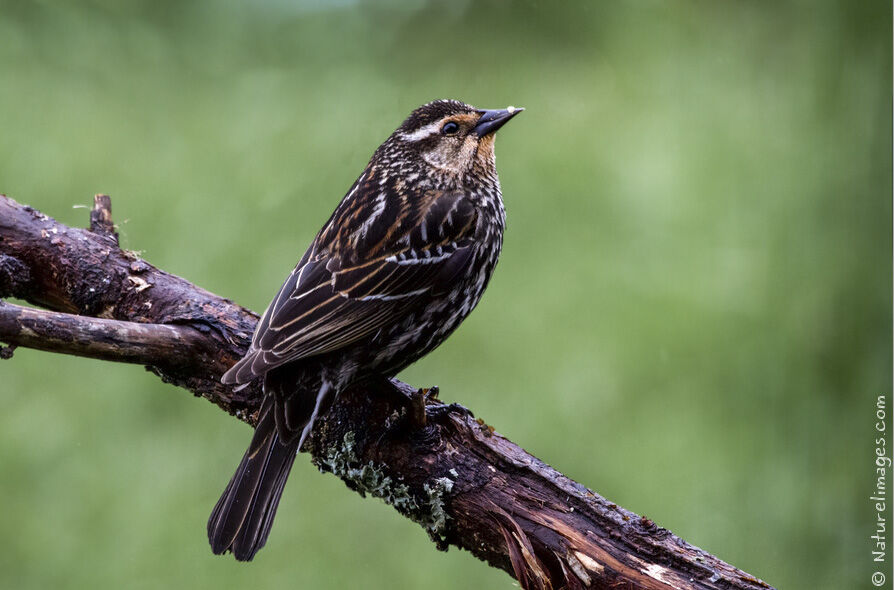 Red-winged Blackbird female adult