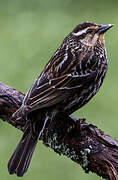 Red-winged Blackbird