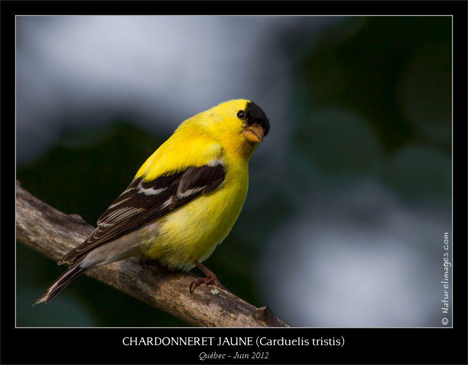 Chardonneret jaune