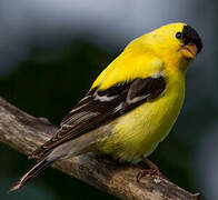 American Goldfinch