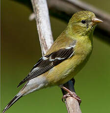 Chardonneret jaune