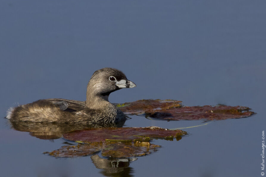 Pied-billed Grebe